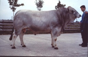 Read more about the article Bull Nostalgia: Unno