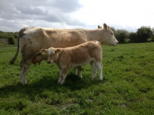 Read more about the article YCM Calves on the ground