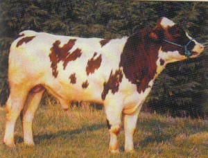 Read more about the article Bull Nostalgia: Ruwan 106