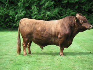 Read more about the article Bull Nostalgia:Oldstone Bambi (r)