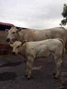 Gene Ireland ‘OHT’ & ‘YHB’ calves in Mayo