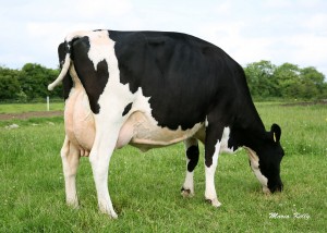 Read more about the article Top 2,000 Cows Revealed