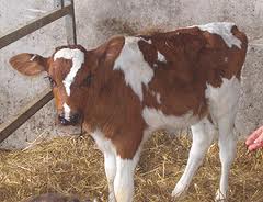 question mark whole calf