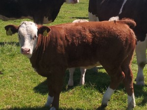 Read more about the article Gene Ireland ‘XDM’ Calves