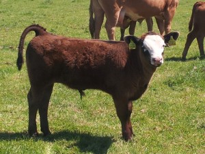 Read more about the article Angus Gene Ireland ‘JZJ’ Calf