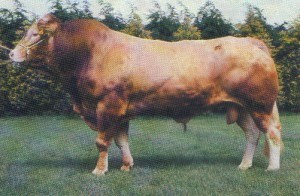 Read more about the article Bull Nostalgia: Furzeditch Coxwain