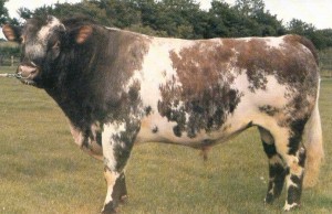 Read more about the article Bull Nostalgia: Tournant Sir James
