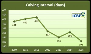 Continued Improvement in Dairy Cow Fertility