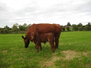 Shorthorn Gene Ireland calf