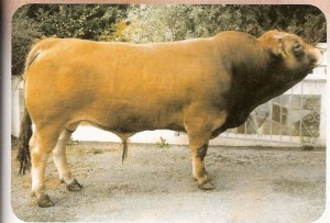 Read more about the article Bull Nostalgia:Rockhill Urbano