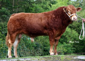 Read more about the article First Calves from Castleview Immaginable LM2150