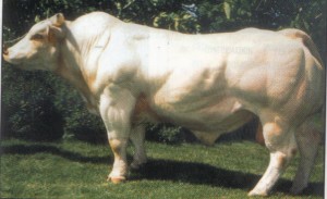 Read more about the article Bull Nostalgia: Malakof