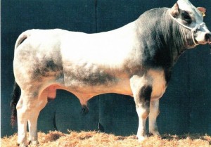 Read more about the article Bull Nostalgia: MMB Negro