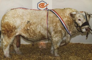 Read more about the article Bull Nostalgia:Commandeur
