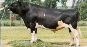 Read more about the article Bull Nostalgia: Linde Alfred