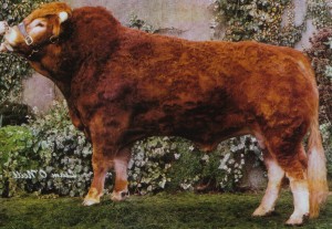 Read more about the article Bull Nostalgia: Hortensia