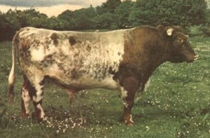 Read more about the article Bull Nostalgia: Deerpark Leader