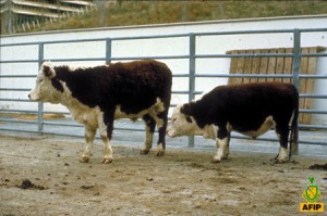 An example of a normal sized (left) and dwarf (right) Hereford calf at The University of California, Davis