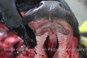 An example of Cleft Palate provided by the Irish regional veterinary laboratories