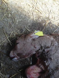 An example of a calf with Wry Neck