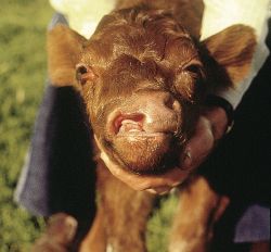 Image of a calf with cleft lip/nostril