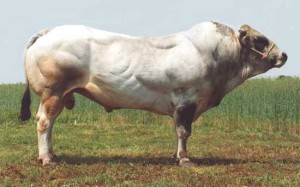 Read more about the article Bull Nostalgia: Billy