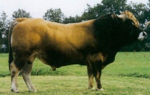 Read more about the article Bull Nostalgia: Lioran