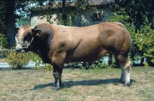 Read more about the article Bull Nostalgia: Potiron