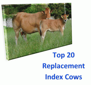 Read more about the article Top 20 Parthenaise Replacement Index Cows