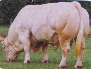 Read more about the article Bull Nostalgia: Jolympe