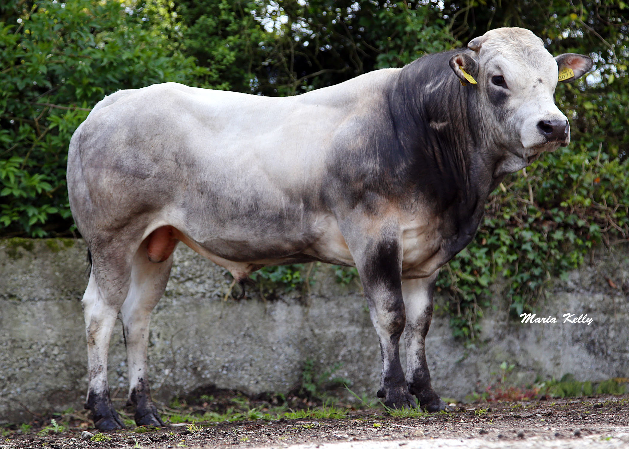 Top 10 Piedmontese Replacement Index Cows - ICBF