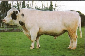Read more about the article Bull Nostalgia:Trees 20’s Maarten