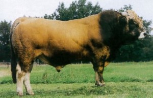 Read more about the article Bull Nostalgia:Louvet