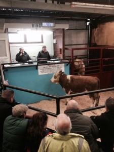 Ballybay Breeding Heifer Sale – A great success