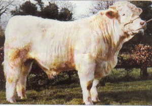 Read more about the article Bull Nostalgia: Enfield Cordial