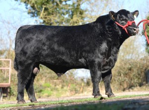 5 Star Angus Beef Gene Ireland Bull Now Available