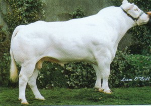 Read more about the article Bull Nostalgia:Treasure Knight