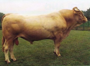 Read more about the article Bull Nostalgia: Tonnere