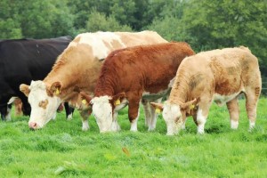 Read more about the article 5 star cows Delivering on Key Fertility Traits