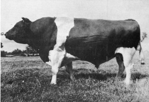 Read more about the article Bull Nostalgia: Shandon (Imp’64) Emyl
