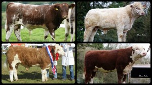 Read more about the article Gene Ireland AI Bulls For Sale