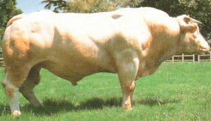 Read more about the article Bull Nostalgia: Valex