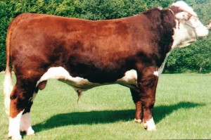 Read more about the article Bull Nostalgia:Dunrobin Hallmark 10d X