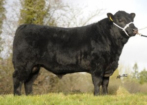Read more about the article Most Popular Beef AI Sires in Dairy Herds – 2015