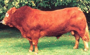 Read more about the article Bull Nostalgia: Derg Alan