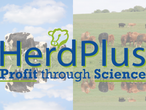 Read more about the article What is HerdPlus?