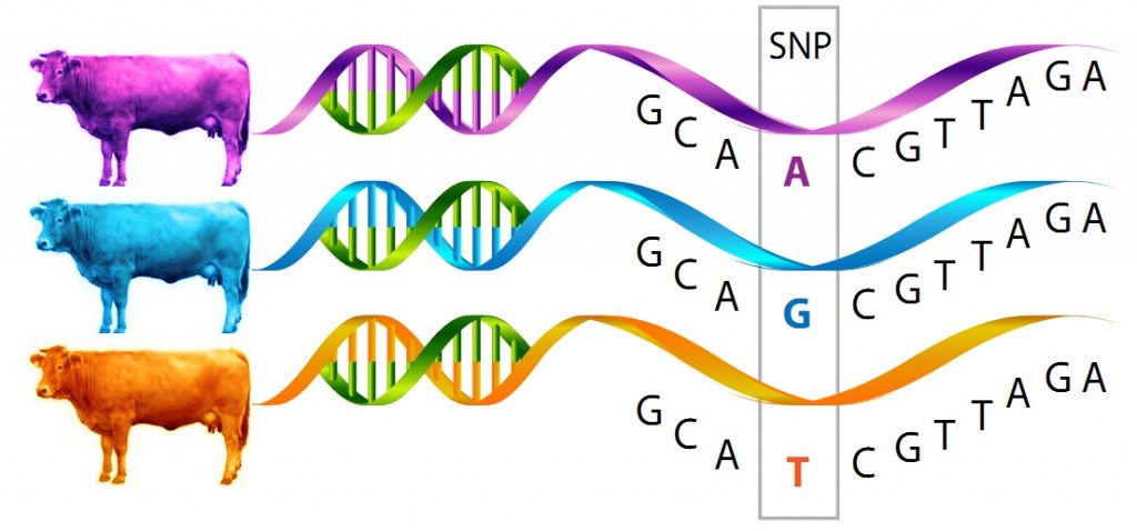 Single Nucleotide Polymorphism (SNP), also known as single changes in the genetic code that are responsible or at least partially responsible for a specific phenotype