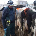 End of Season Fertility Report: Review Your Herd’s Breeding Performance