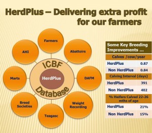 Read more about the article All you need to know about Beef HerdPlus