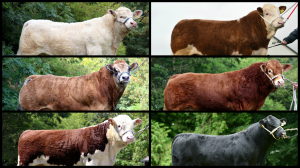 Read more about the article Breed Percentiles Update